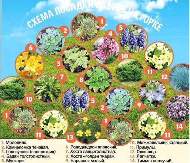 Альпийская горка - схема 4 Альпийская горка - схема 4